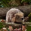 Living Nature Hedgehog (23cm) thumb 1